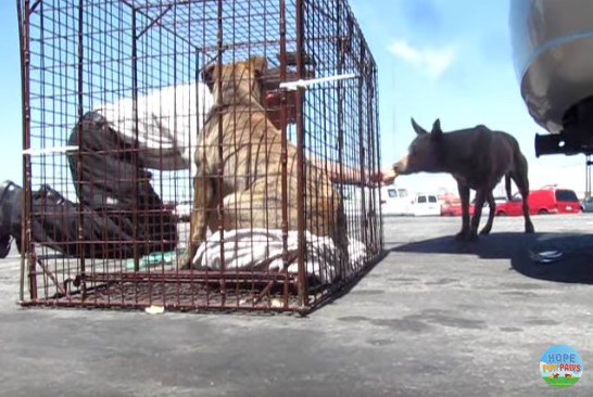 ケージの子犬と近づく母犬