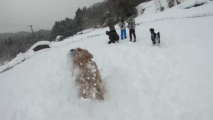 よもぎちゃん＆だいず君の雪への反応4