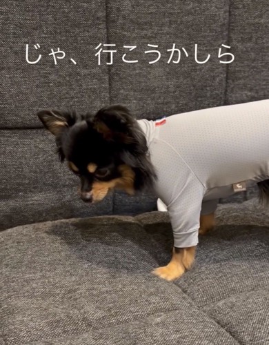 洋服姿で立ち上がる犬