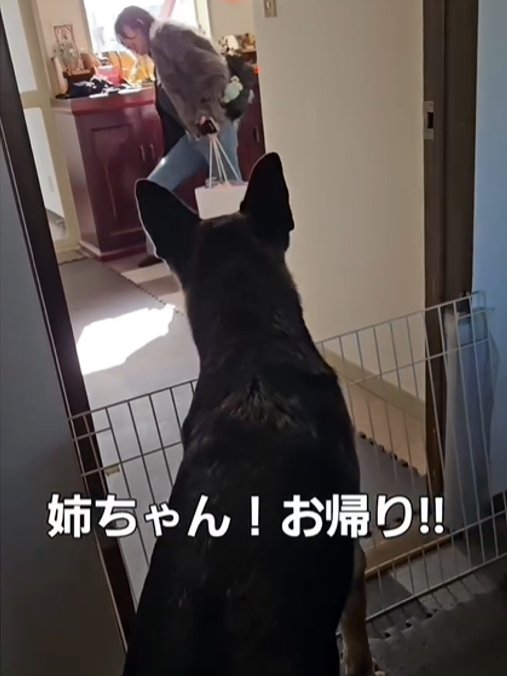犬の後ろ姿