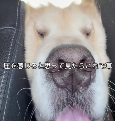 本当にわんこ…?