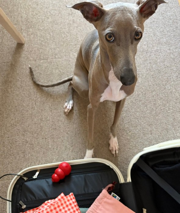 連れて行ってほしいプットくん