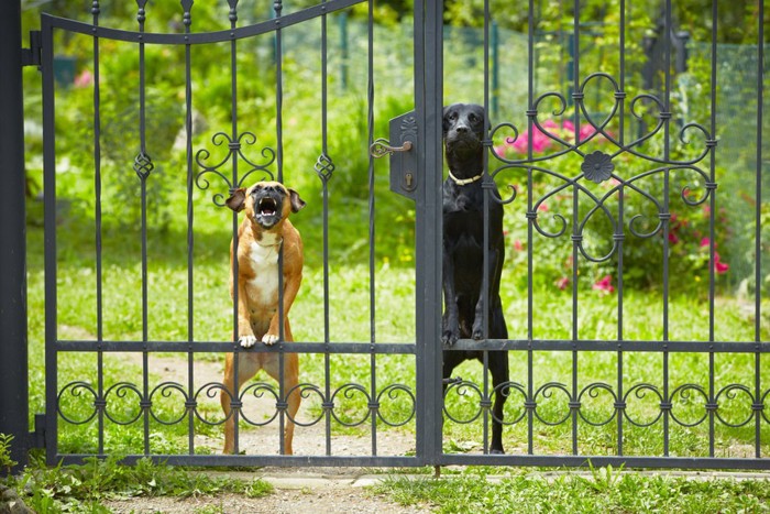 家の門から吠えている犬