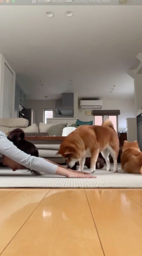 女性の手をかぐ犬