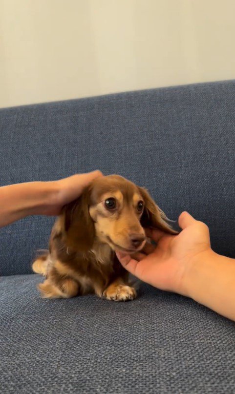 ティアちゃんの手を重ねるチャレンジ9