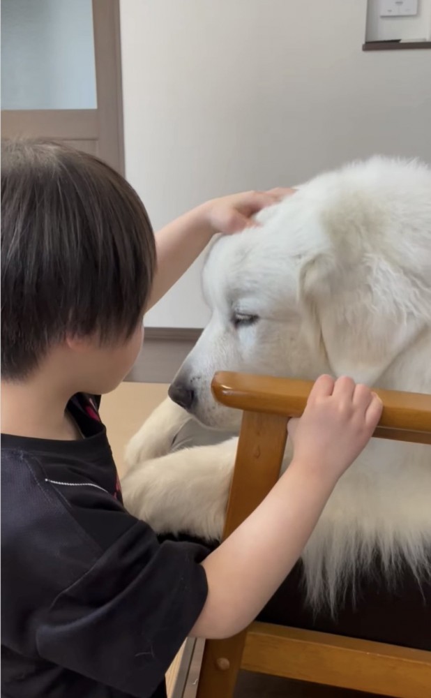 犬を撫でる子供