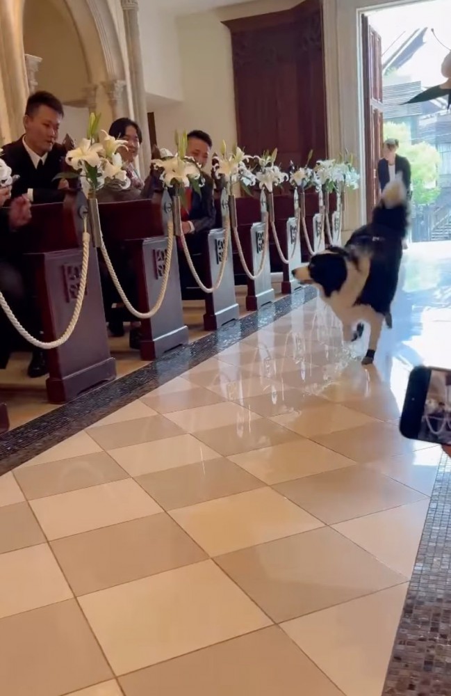 横目で見ながら走る犬