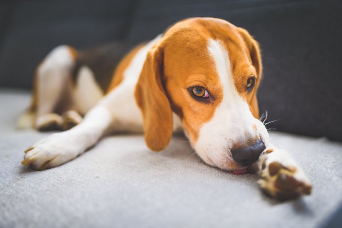 ストレスを溜め込んでいる犬