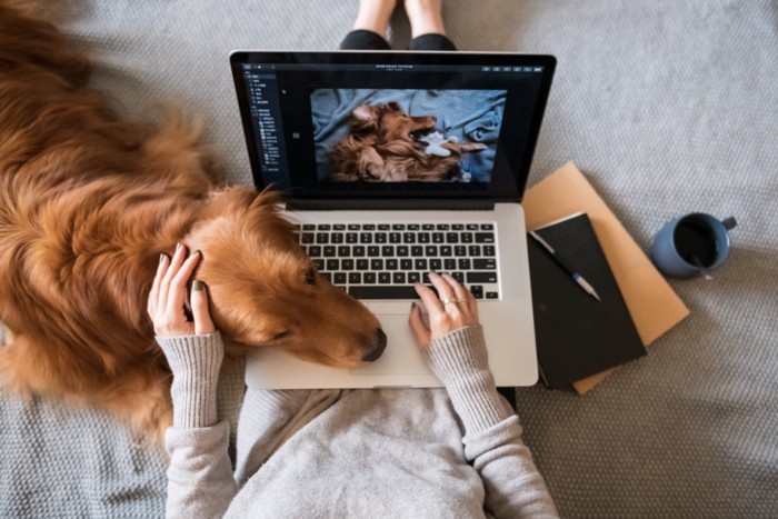 PCを操作する女性と犬