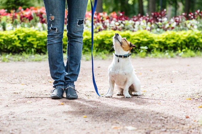 散歩中に飼い主の指示で座る犬