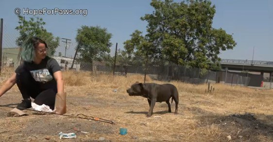 視線を交わす人と犬