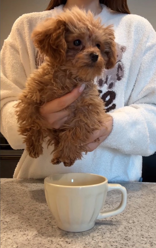 ティーカップに子犬を入れる