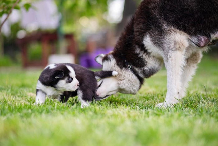 子犬のお尻を舐める母犬