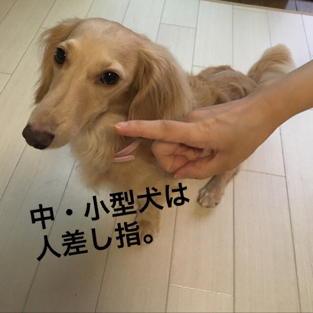 中・小型犬人差し指