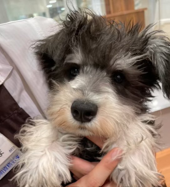 抱かれている子犬