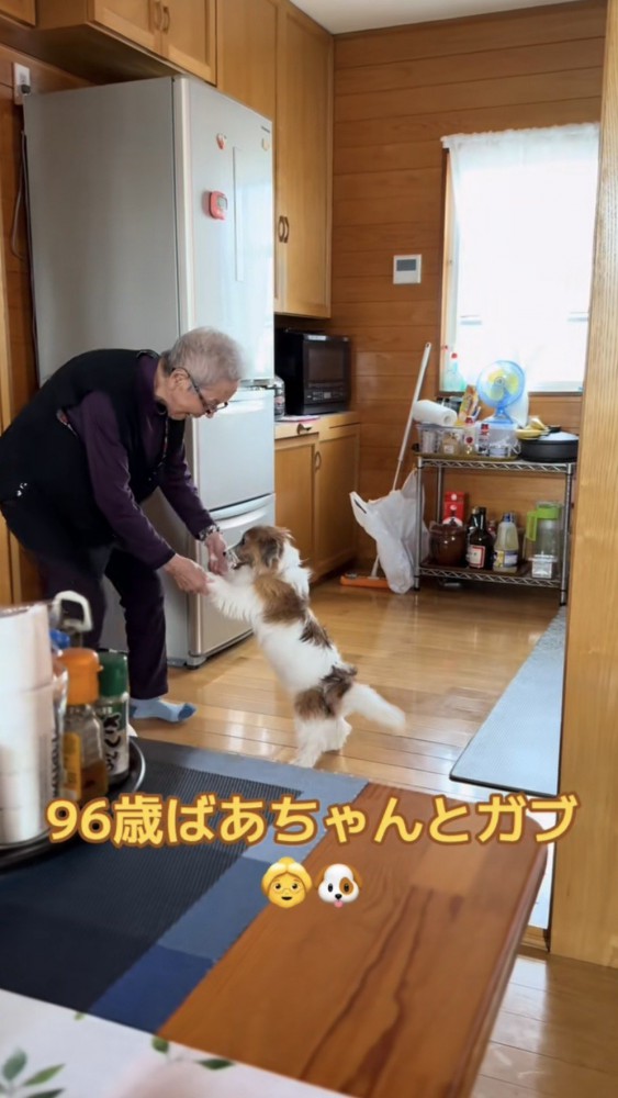 おばあちゃんと手を取り合ってヨチヨチ歩く犬