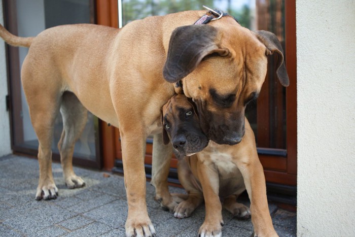 親に噛まれる子犬