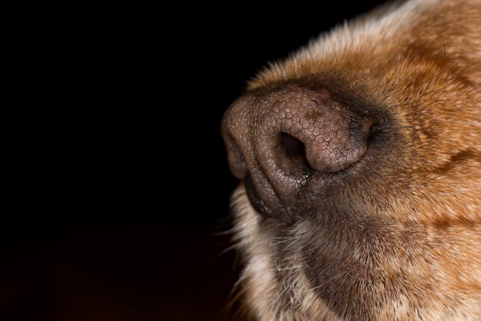 茶色い犬の鼻