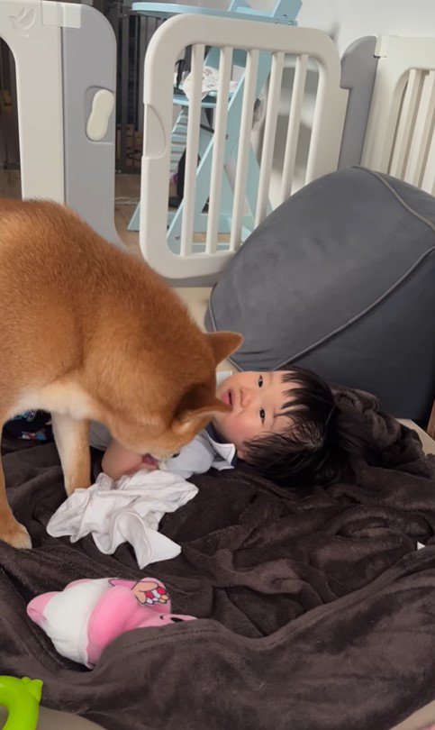 赤ちゃんを起こすポテくん8