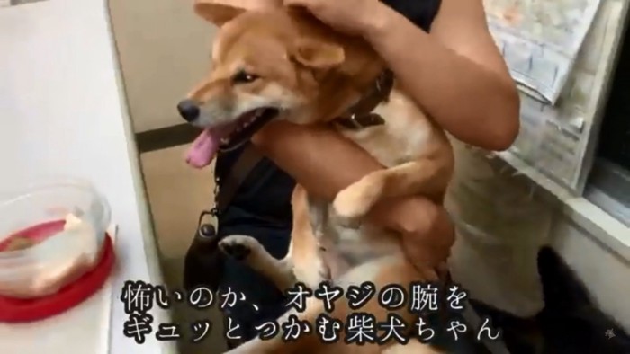 パパさんに抱きつく柴犬さん