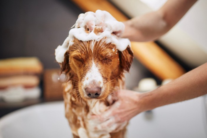 目を閉じてシャンプーをされる犬