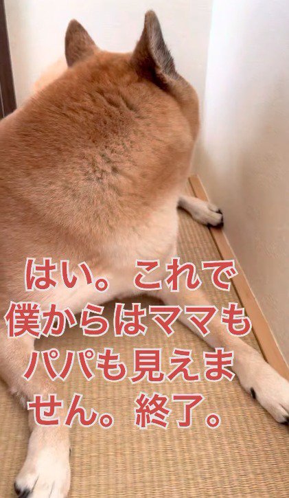 飼い主から視線を外す犬