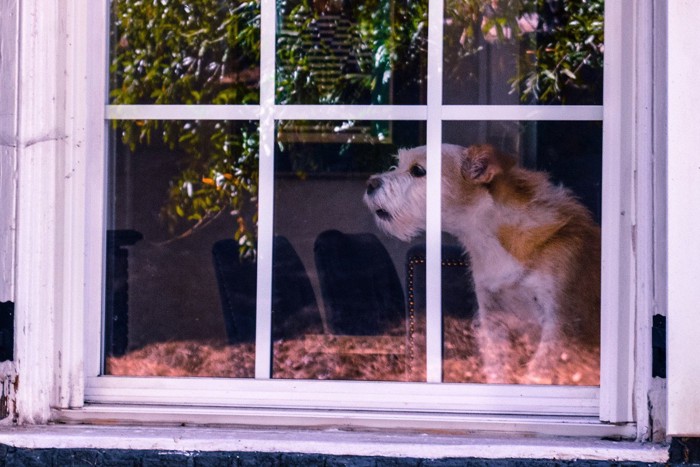 窓越しに吠える犬