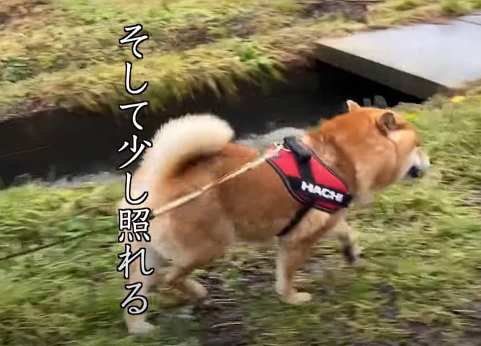 照れる犬