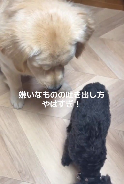 Ｑ太くんにみかんを投げたら8