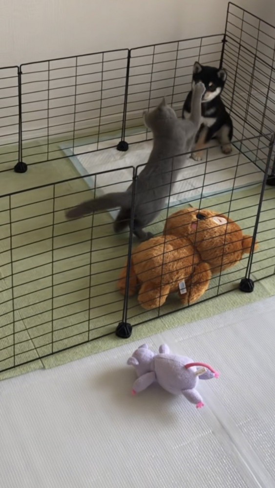 前足を伸ばして猫パンチしようとする猫