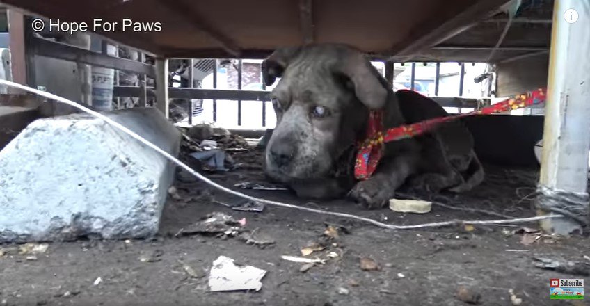 リードをした犬