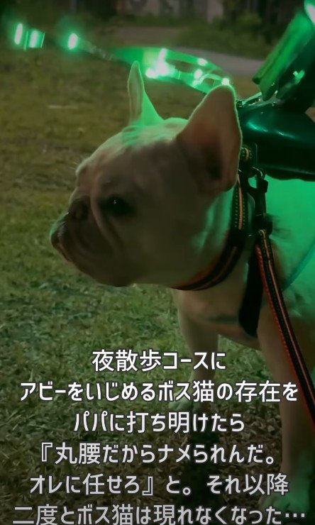 大きな羽の装置!!
