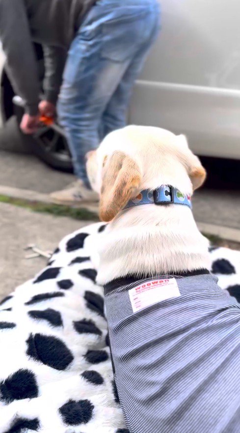 タイヤ交換をする飼い主を遠くから見つめる犬