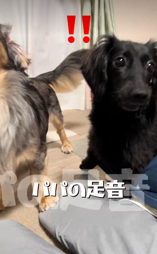 「あ!パパが来た!」