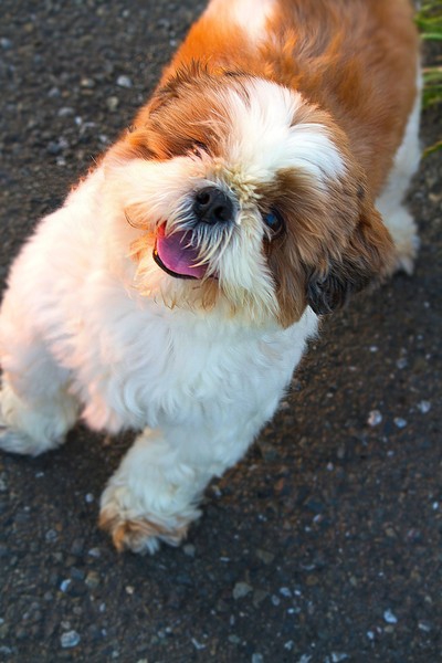 見上げる犬