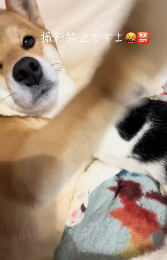 前足をあげるこむぎちゃん