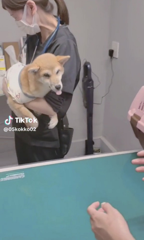 抱っこされたまま舌を出す犬