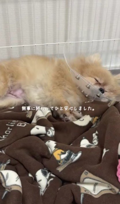 手術を終えてスヤスヤ…