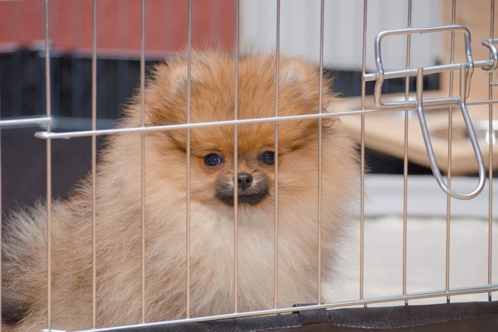 ケージの中、ポメラニアンの子犬