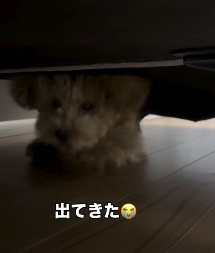 ソファの下から出てくる犬