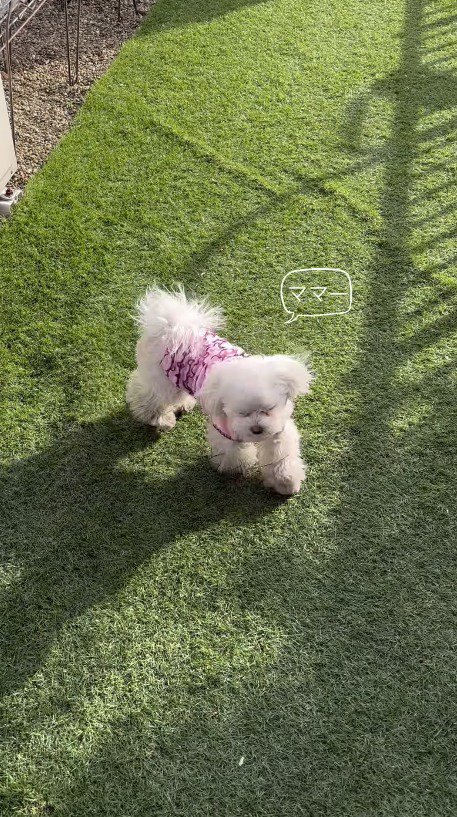 飼い主の方へ歩いてくる犬