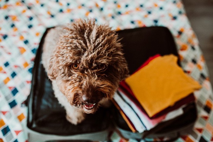 旅行バッグの上に座る犬