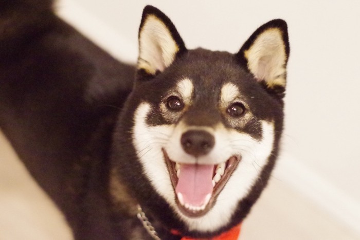 笑顔で飼い主を見つめる黒柴