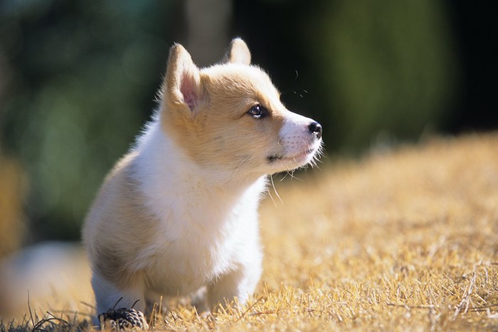 横を見つめるコーギーの子犬