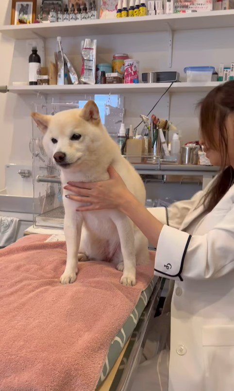 鍼治療を受けるココちゃん