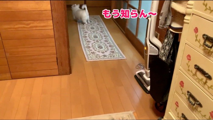 吠えながら部屋へ戻る犬