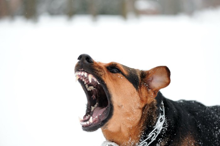 牙をむいて激しく吠える犬