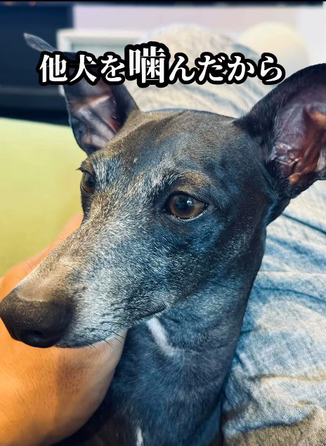 他の犬を噛んだ…