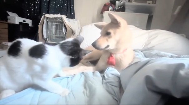 ソラちゃんを警戒するパンダちゃん