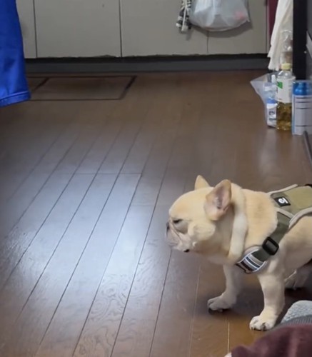 引きずられています